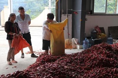 贵州农信:推动务川辣椒深加工 铺就当地火红致富路